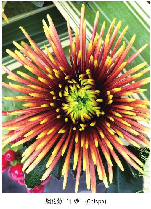 看中国菊花切花10年来的生产与市场变化