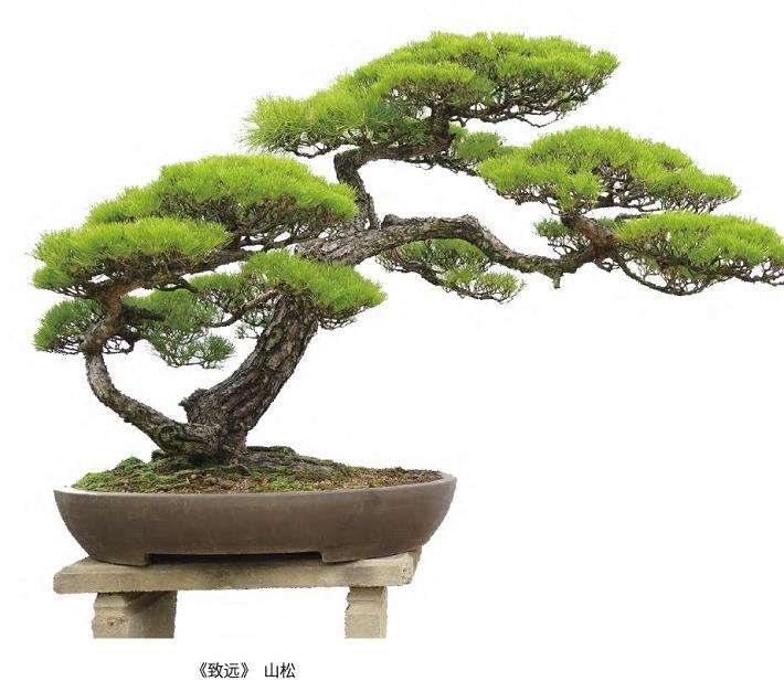 张志刚在盆景艺术创作中秉承的是贺淦荪