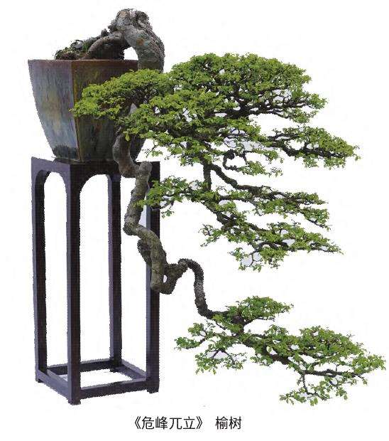 张志刚创建励志盆景园