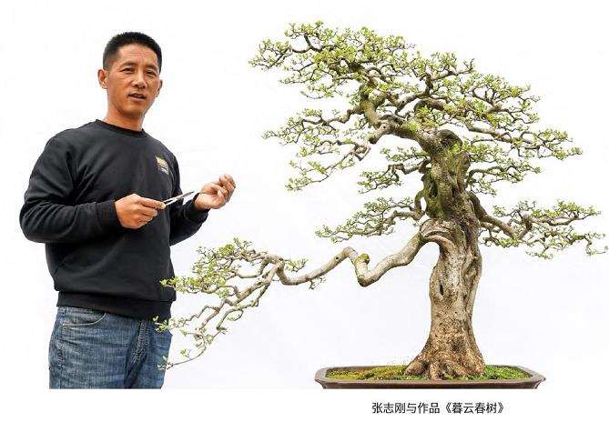 张志刚为盆景艺术梦想
