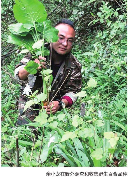 村民看余小龙种百合赚了钱