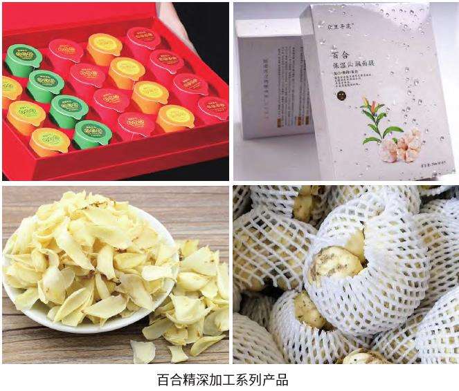 2009年余小龙开始试种百合