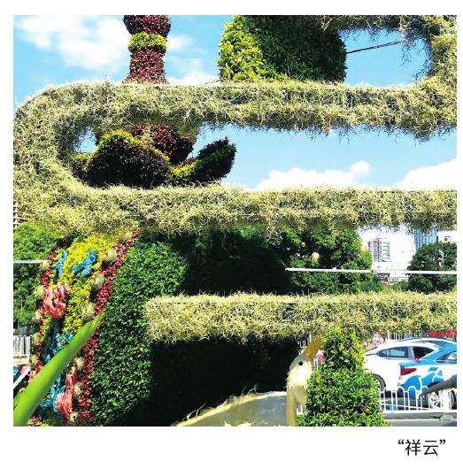 立体花坛植物材料的5个新品介绍
