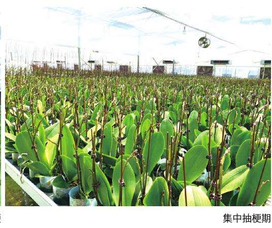 蝴蝶兰开花期怎么管理的5个步骤