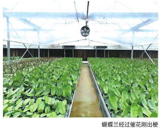 蝴蝶兰着苞期怎么管理的5个步骤