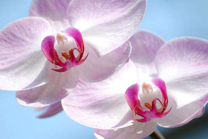 蝴蝶兰光照与温度的3个关系