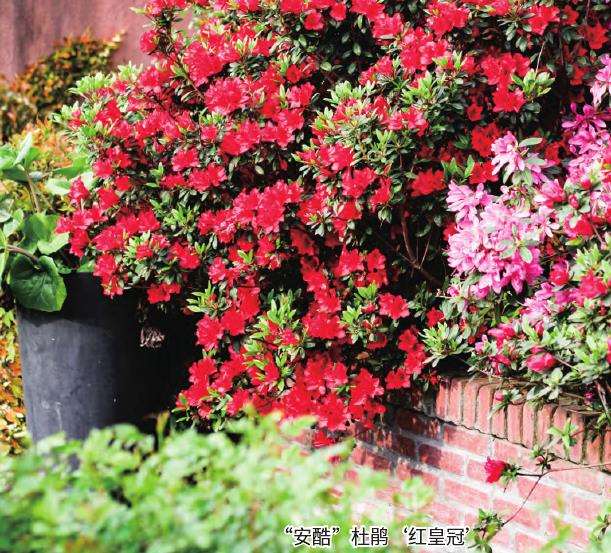 想知道安酷杜鹃是什么杜鹃吗