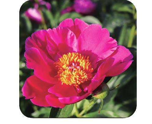 四倍体杂种芍药