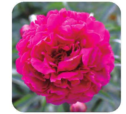 二倍体中国芍药