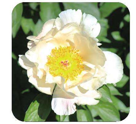 三倍体杂种芍药