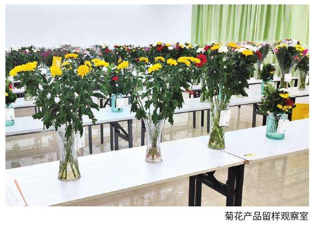 丰岛控股集团的菊花发展之路