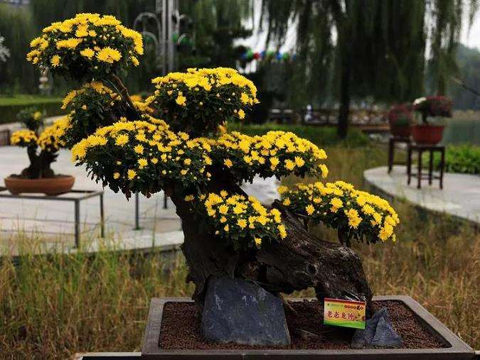 盆景菊花5月怎么嫁接的5个方法