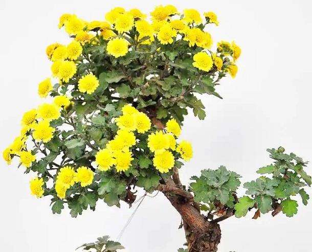 菊花盆景怎么水肥管理和病虫害防治