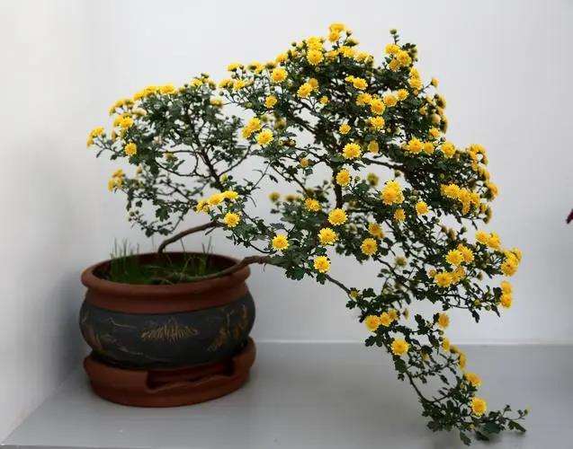 盆景桩景菊花怎么整型修剪的5个方法