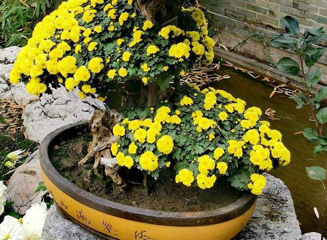 菊花盆景蒿子怎么培育的3个方法