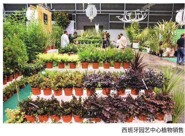 西班牙花卉植物出口增长