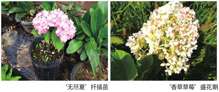 乔木绣球怎么施肥浇水的5个步骤