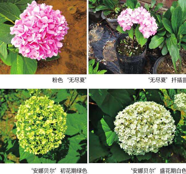 大叶绣球怎么浇水修剪的5个步骤