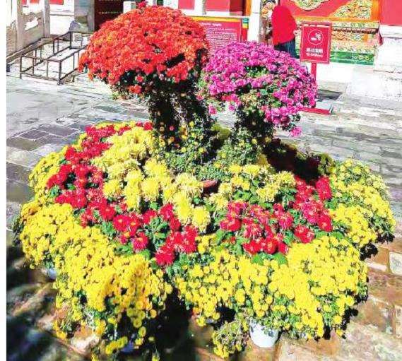 宋朝起民间就有一年一度的菊花大会