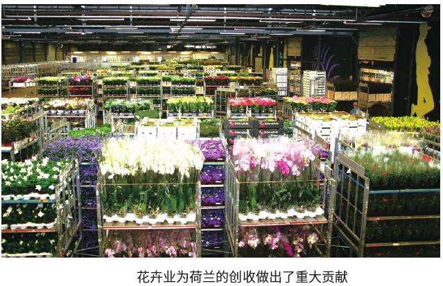 能源危机给荷兰花卉业敲响警钟