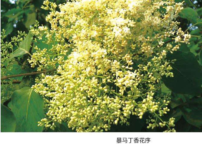 暴马丁香怎么栽植和水肥管理的3个方法