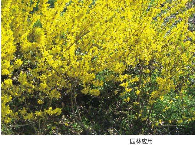 金钟花扦插商品苗怎么制作