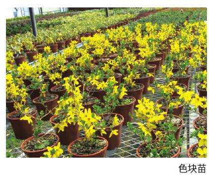 金钟花扦插怎么繁殖的5个工艺