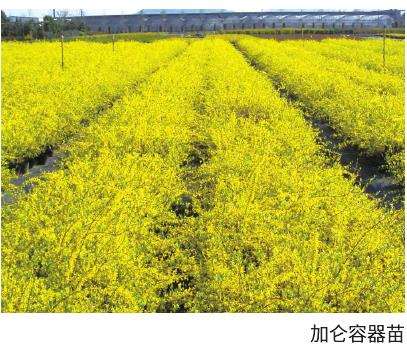 金钟花扦插怎么繁殖的5个工艺