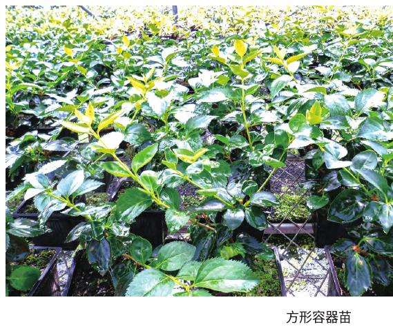 金钟花扦插怎么采穗圃的3个方法