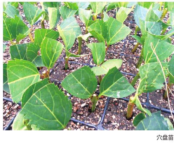 金钟花怎么扦插繁殖的3个方法