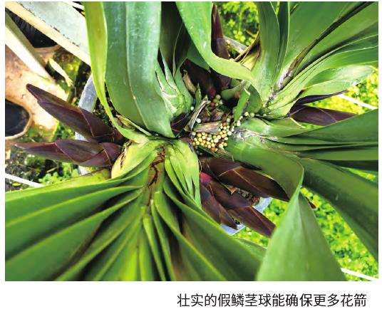 影响大花蕙兰品质的3个核心因子