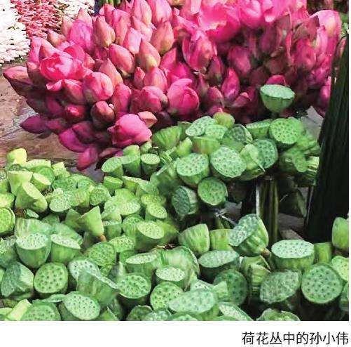 睡莲网售不多但或许是未来市场的热点