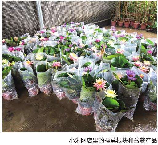 上海第十届中国花博会的荷花专项评比