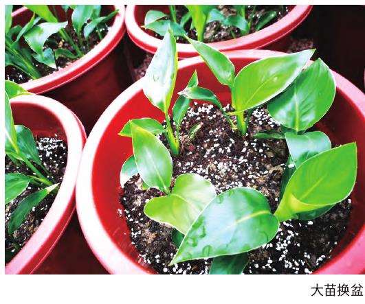 上海盆栽鹤望兰的温度和湿度管理