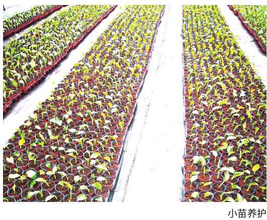 鹤望兰生长期怎么肥水管理的3个方法