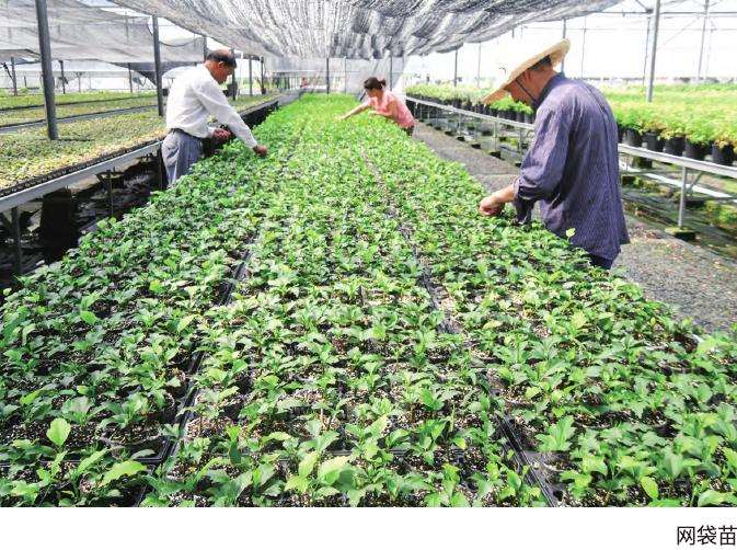 木槿怎么扦插嫁接的3个步骤