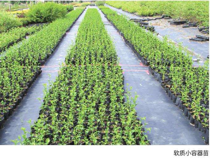 木槿圃地怎么移栽管理的3个方法