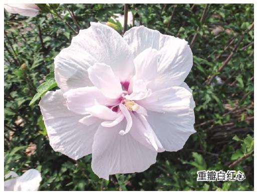 木槿的5个商品苗规格是什么