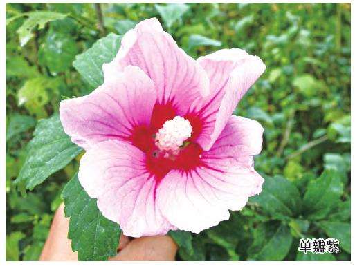 木槿的5个商品苗规格是什么