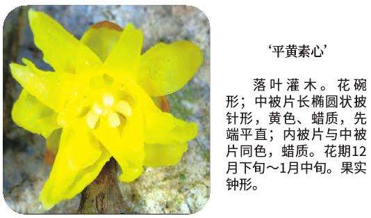 浙江农林大学的梅花蜡梅新品种