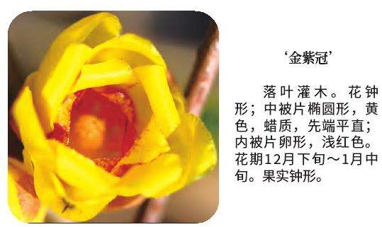 浙江农林大学的梅花蜡梅新品种