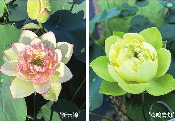 上海辰山植物园建立国家荷花种质资源库