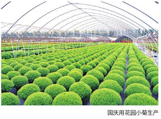 花园小菊怎么品质控制的3个方法