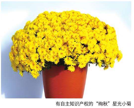 花园小菊怎么标准化生产的5个步骤