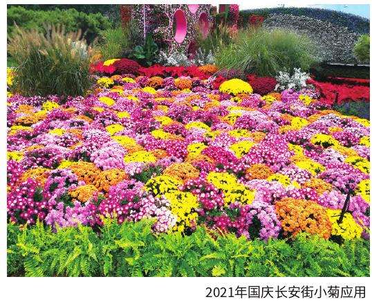 花园小菊怎么标准化生产的5个步骤