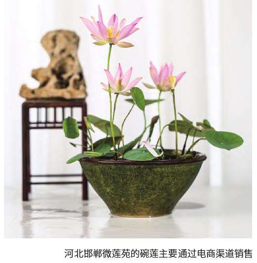 怎么让切花和碗莲走进更多家庭