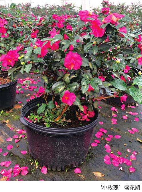 茶梅小玫瑰怎么花期调控的2个方法