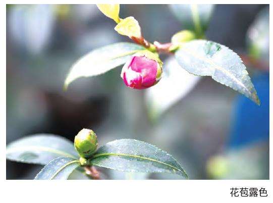 茶梅小玫瑰怎么花期调控的2个方法