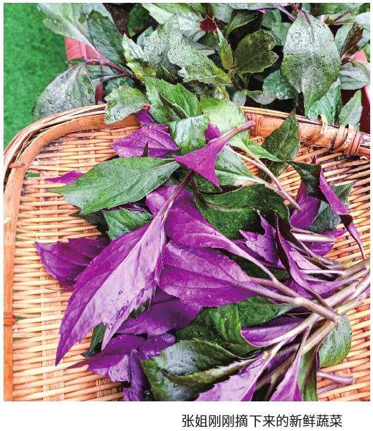 德国人的花园里有一半或三分之一都是菜