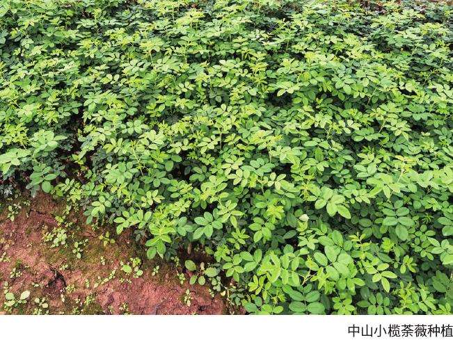 荼薇怎么栽培应用的3个方法